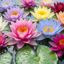 Mixed Color Water Lily Flower Seeds for Planting