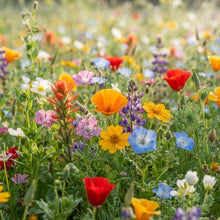 Native New World Annual Mixed Flower Seeds for Planting