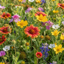 Native New World Annual Mixed Flower Seeds for Planting
