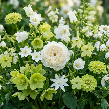 Green and White Mixed Flower Seeds for Planting