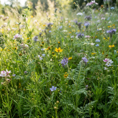 Native New World Annual Mixed Flower Seeds for Planting