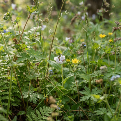 Virginian Mixed Flower Seeds for Planting