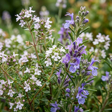 Herb Seeds Mixed Variety for Kitchen Garden Planting