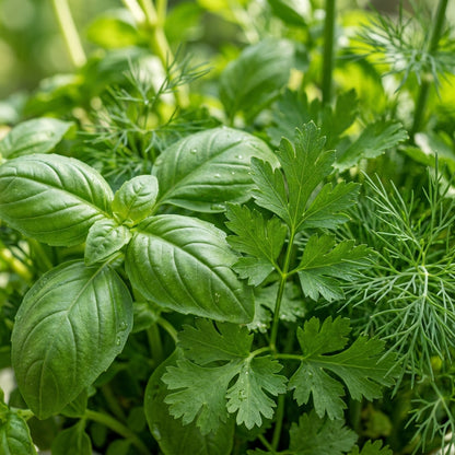 Herb Seeds Mixed Variety for Kitchen Garden Planting