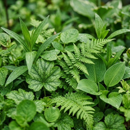 Green and White Mixed Flower Seeds for Planting