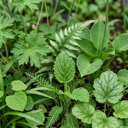 Mixed Ornamental Flower Seeds - Mixed Flower Seeds for Garden