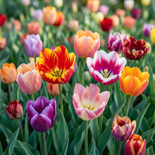 Mixed Tulip Flower Seeds - Tulip Flower Seeds for Garden