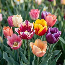 Mixed Tulip Flower Seeds - Tulip Flower Seeds for Garden