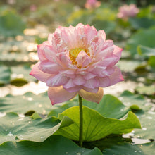 Momo Botan Lotus Flower Seeds for Planting