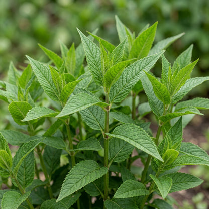 Monarda Didyma Bergamot Flower Seeds