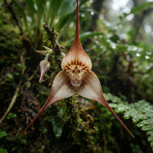 Monkey Face Orchid (Dracula simia) Seeds for Planting