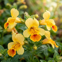 Mimulus Naiadandus Flower Seeds