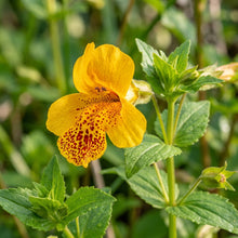 Mimulus Naiadandus Flower Seeds
