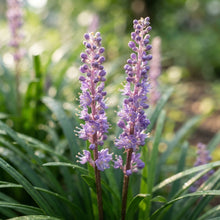 Monkey Grass (Liriope) Seeds for Planting