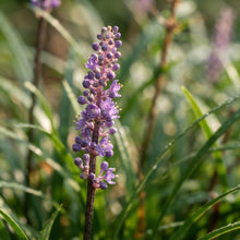 Monkey Grass (Liriope) Seeds for Planting