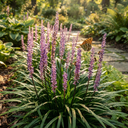 Monkey Grass (Liriope) Seeds for Planting