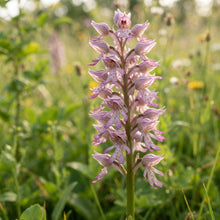 Mixed Monkey Orchid Flower Seeds for Planting