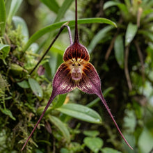 Monkey Orchid Flower Seeds for Indoor & Outdoor Planting - Tropical Decorative Orchid Plants for Containers