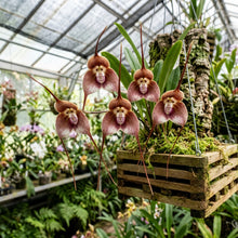 Monkey Orchid Flower Seeds for Indoor & Outdoor Planting - Tropical Decorative Orchid Plants for Containers