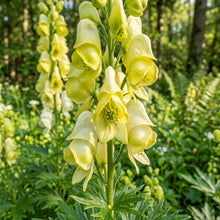 Aconitum Lamarckii Flower Seeds For Planting
