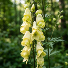 Aconitum Lamarckii Flower Seeds For Planting