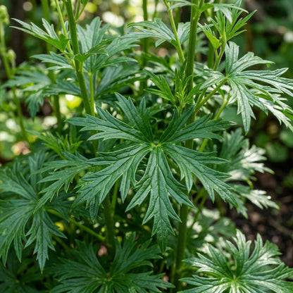 Monkshood Aconitum Napellus Perennial Flower Seeds - Monkshood Flower Seeds for Garden