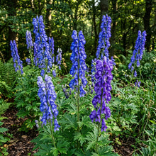 Monkshood Aconitum Napellus Perennial Flower Seeds - Monkshood Flower Seeds for Garden