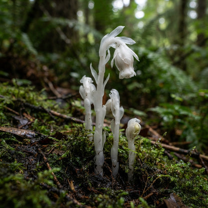 Monotropa Uniflora Indian Pipe Flower Seeds for Planting
