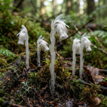 Monotropa Uniflora Indian Pipe Flower Seeds for Planting