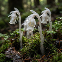 Monotropa Uniflora Indian Pipe Flower Seeds for Planting