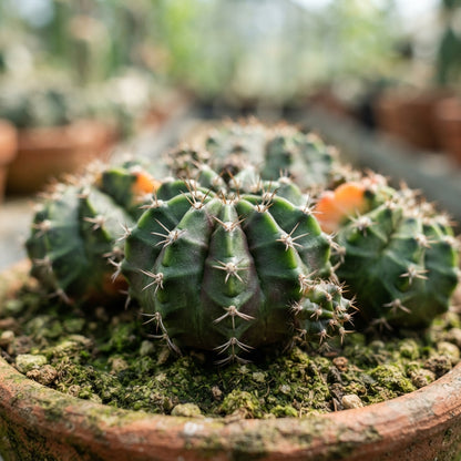 Moon Cactus Succulent Seeds for Planting