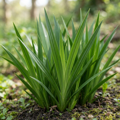 Moraea Alticola Flower Seeds for Garden Planting
