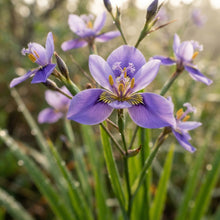 Moraea Polystachya Flower Seeds for Garden Planting