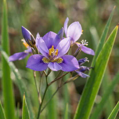 Moraea Polystachya Flower Seeds for Garden Planting