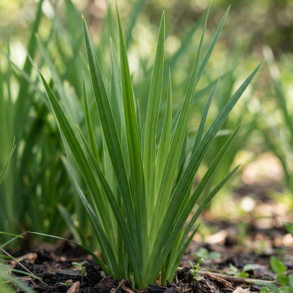 Moraea Polystachya Flower Seeds for Garden Planting