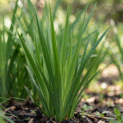 Moraea Polystachya Flower Seeds for Garden Planting