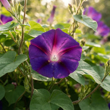Morning Glory Ipomoea 'Grandpa Ott' Flower Seeds for Planting