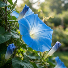 Morning Glory Heavenly Blue Flower Seeds for Planting