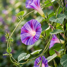 Ipomoea purpurea Carnevale di Venezia Flower Seeds for Planting