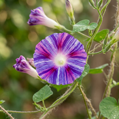 Ipomoea purpurea Carnevale di Venezia Flower Seeds for Planting
