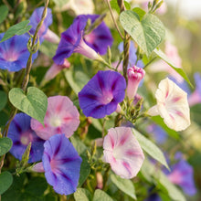 Ipomoea purpurea Lazy Luxe Mixed Flower Seeds for Planting