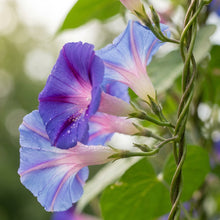 Ipomoea purpurea Lazy Luxe Mixed Flower Seeds for Planting