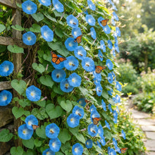 Morning Glory Heavenly Blue Flower Seeds for Planting
