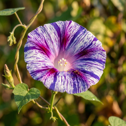 Ipomoea Purpurea Carnevale di Venezia Seeds – Morning Glory Blooms