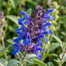 Salvia Maroccana Flower Seeds