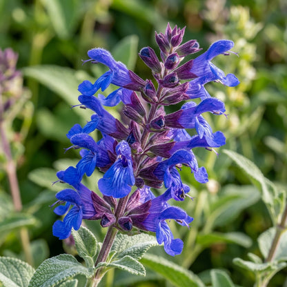 Salvia Maroccana Flower Seeds