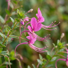 Lopezia Racemosa Flower Seeds For Planting