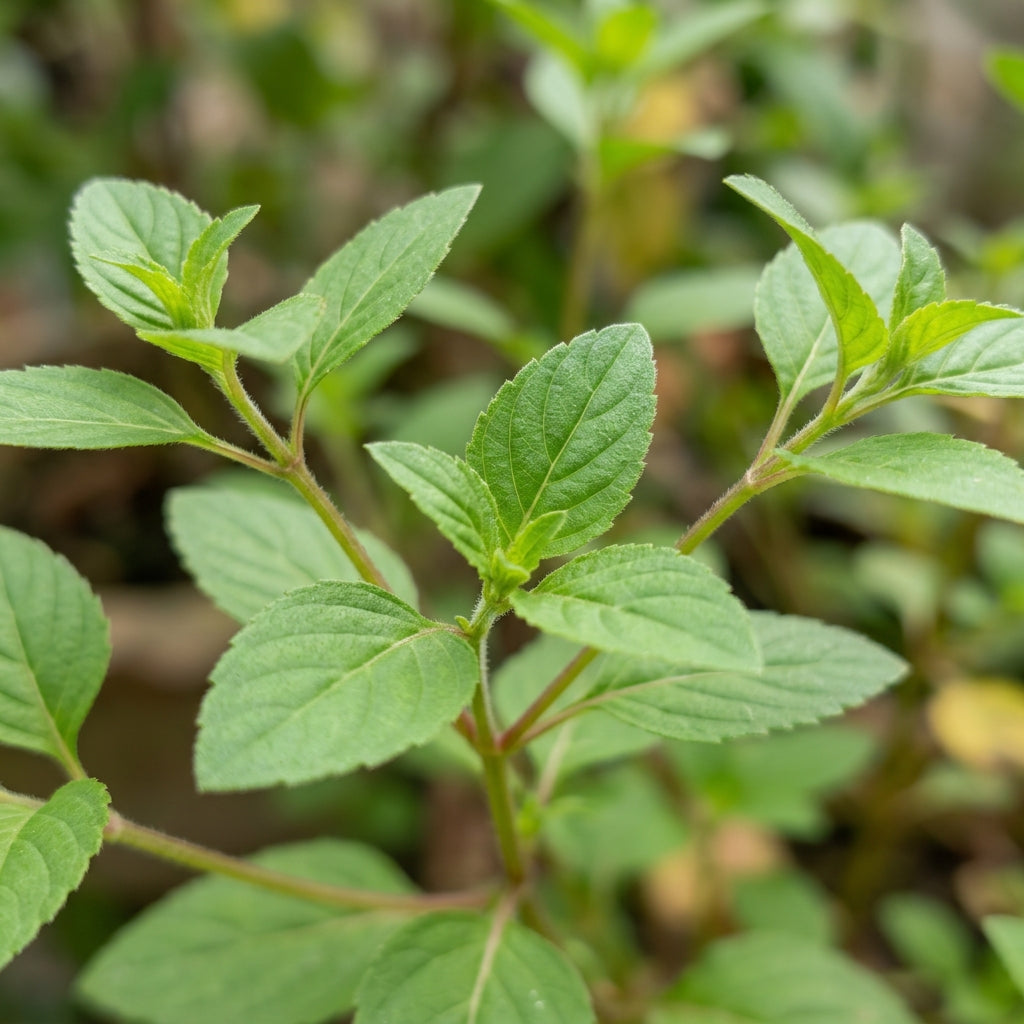 Lopezia Racemosa Flower Seeds For Planting