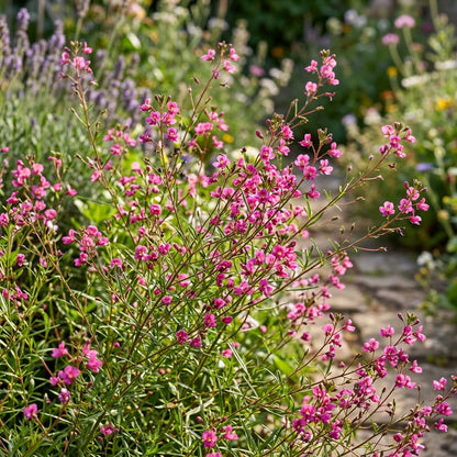 Lopezia Racemosa Flower Seeds For Planting