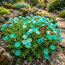 Moss Rose Portulaca Turquoise Seeds - Portulaca Flower Seeds for Garden